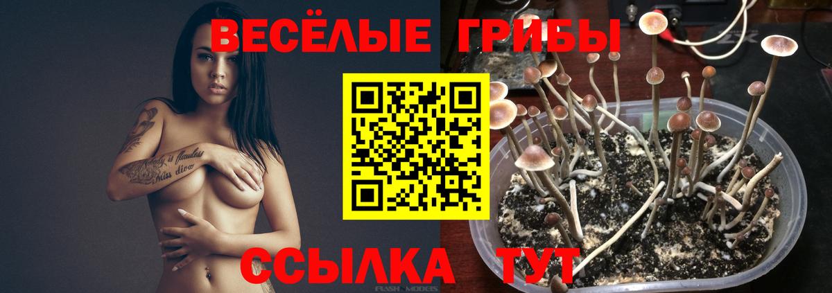 Галлюциногенные грибы мицелий  Галлюциногенные грибы Psilocybe  Нальчик  Вход с VPN 